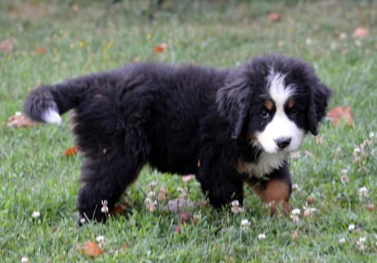 izzy-2.jpg