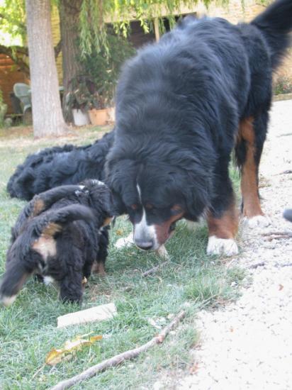 Bud et ses chiots