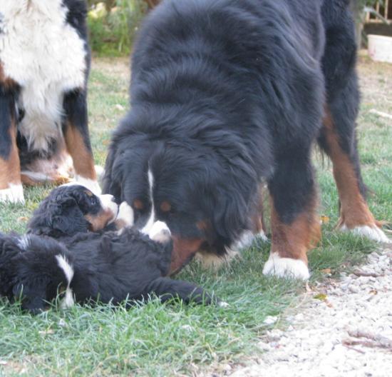 Bud et ses chiots