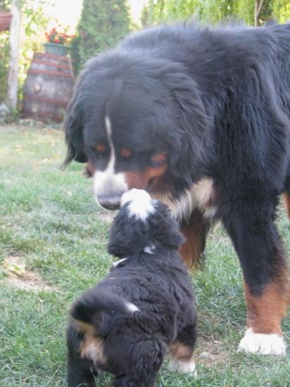 Bud et ses chiots