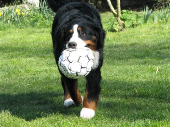 jeux de ballon