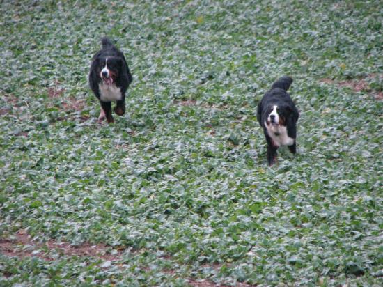 CAMERONE et BUD