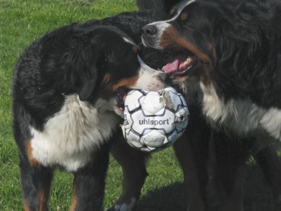 jeux de ballon