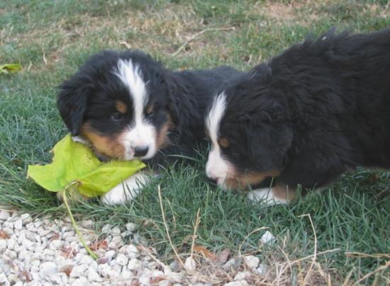 chiots bud et camerone