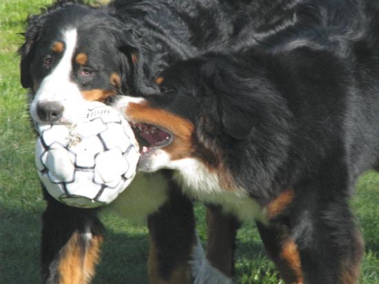 jeux de ballon