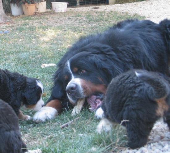 Bud et ses chiots