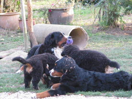 balsane et aiffel et les chiots