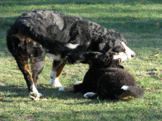 camerone et embellie