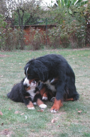 gipsy et eder