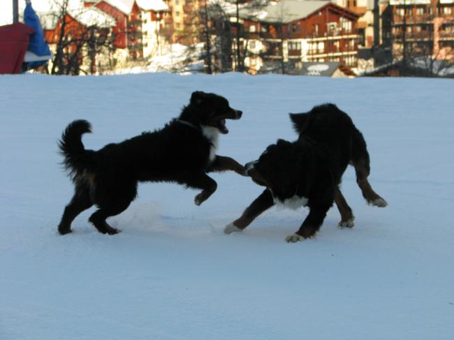 bud et balsane, aux sports d'hiver....