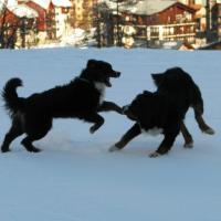 bud et balsane, aux sports d'hiver....