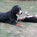 gipsy et eder