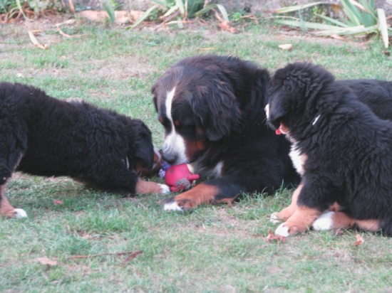 balsane et les chiots