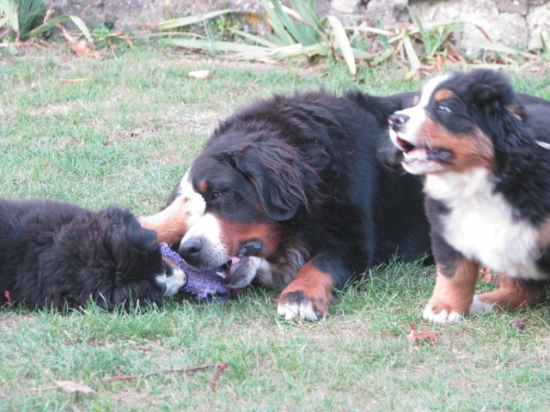 balsane et les chiots