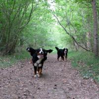 LES TROIS JEUNES