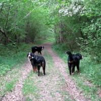 LES TROIS JEUNES