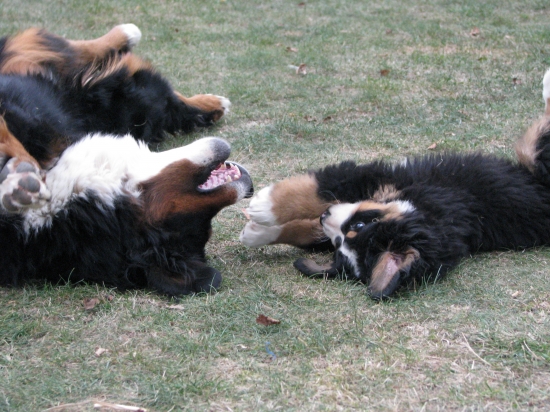 gipsy et eder