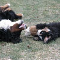 gipsy et eder