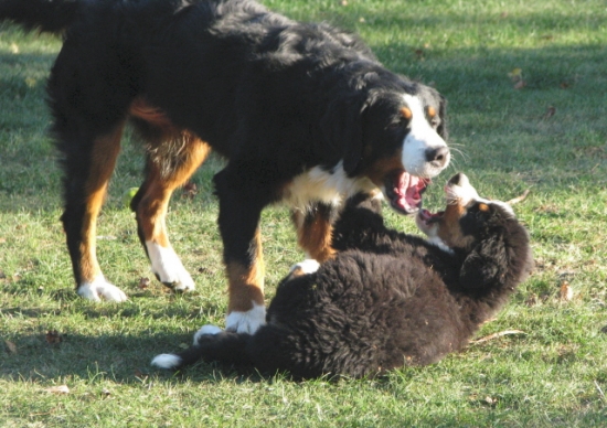 camerone et embellie