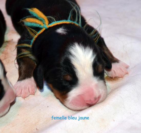 femelle-bleu-jaune.jpg