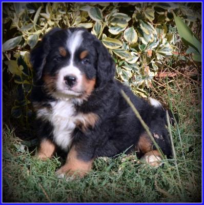 Male bleu 6 sem 3