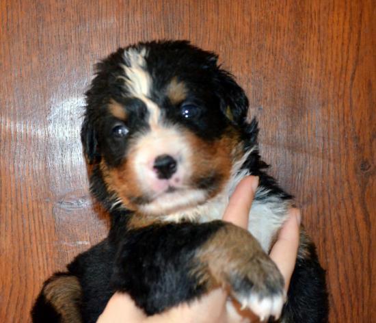 male-bleu-marron-1.jpg