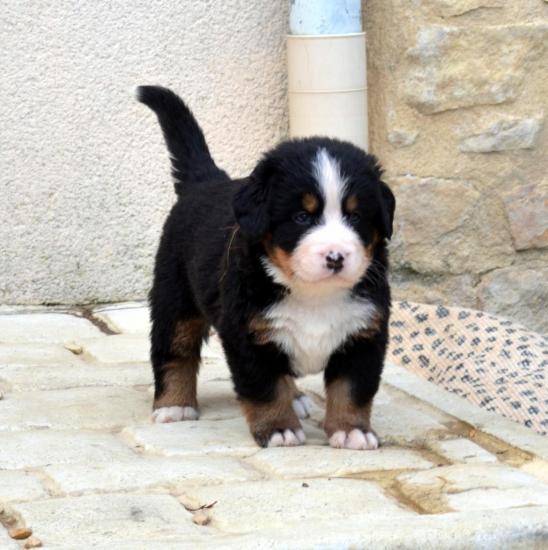 male-jaune-marron-2.jpg
