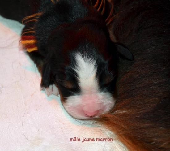 male-jaune-marron.jpg
