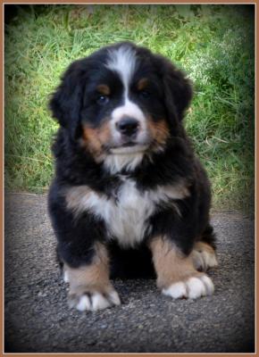 Male marron 6 sem 9
