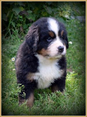 Male marron 7