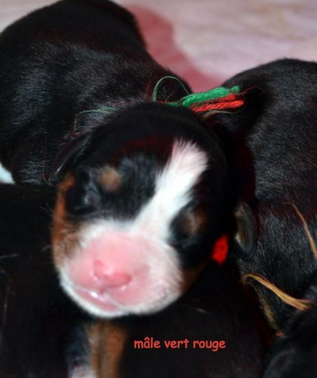 male-vert-rouge.jpg