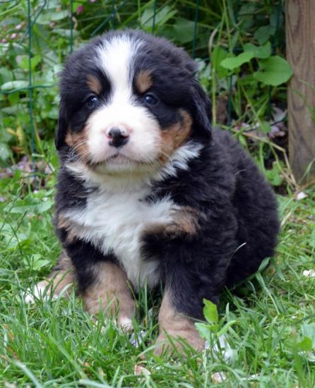 male-violet-noir-7.jpg