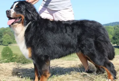 Oreghegyi macko x mas sky